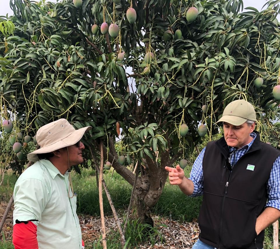 Mangoes, ready to export on the precise date