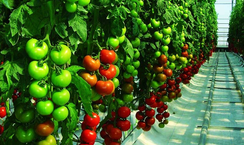 Más vida útil para el tomate de invernadero en Coahuila