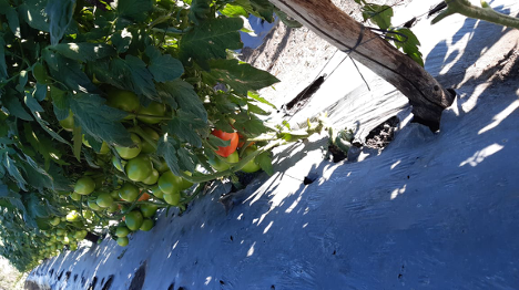 Menos follaje y más tomates en Chiapas.