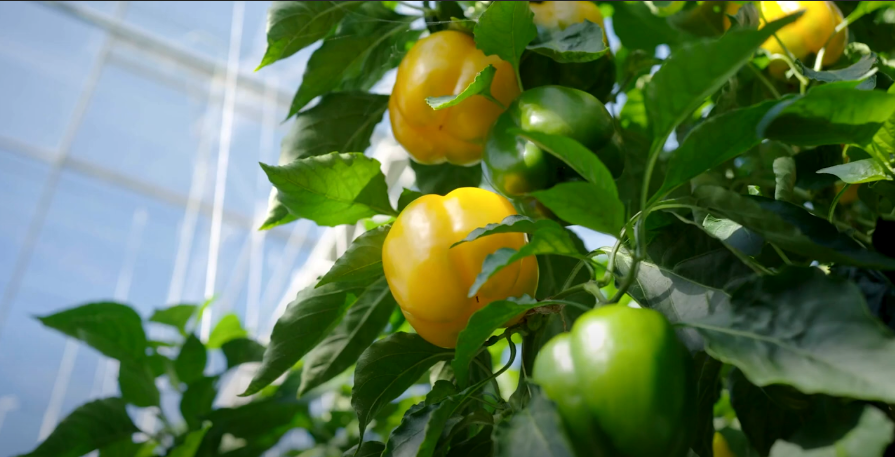 SPN in the Field – Ultrasol®ine in Sweet Pepper