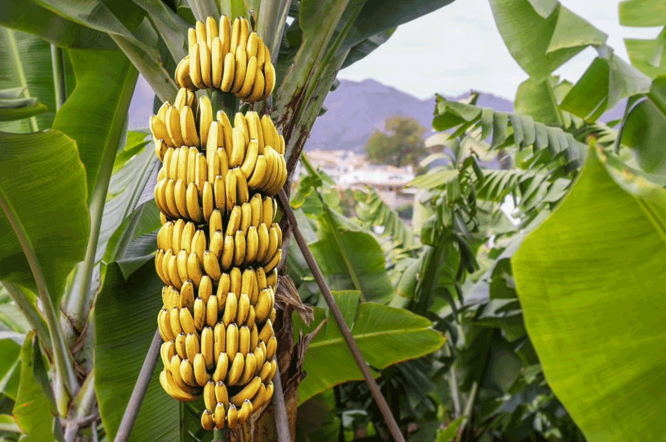 More productive bananas in the alkaline soil of Lebanon