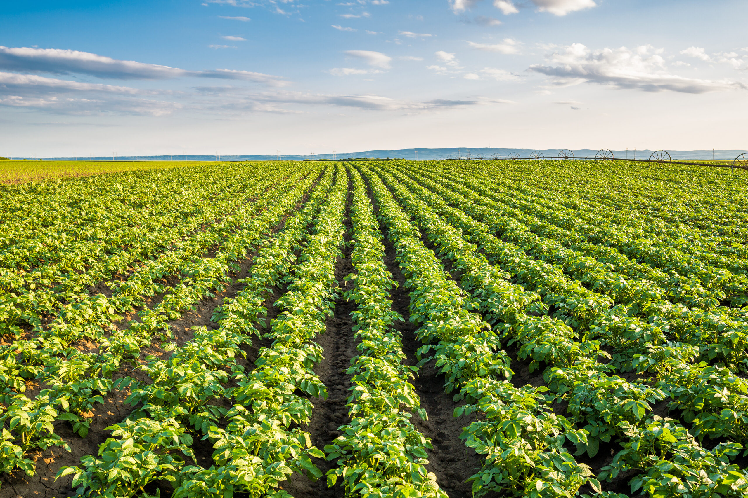 SQM, LIDERAZGO EN INNOVACIÓN AGRÍCOLA