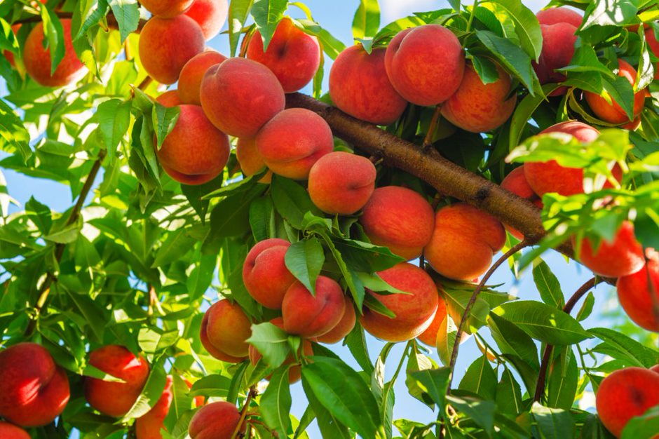 Subsistence agriculture and “wrapped” peaches in a corner of China