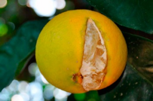 Potassium nitrate sprays increase size and quality of citrus fruits in Turkey