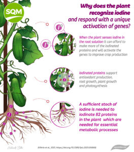 Ultrasol®ine K plus – potassium nitrate with iodine – helped to increase mini-cucumber production in three separate demonstration trials in hot, arid climates