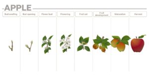 Apple phenological phases and their nutrition requirements