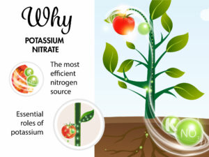 Why potassium nitrate is the preferred K and N source for plant growth