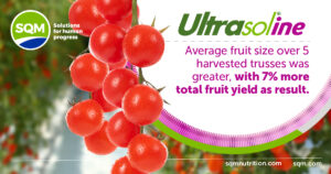 Ultrasol®ine K Plus application, potassium nitrate with iodine, improved fruit size and weight of cocktail tomatoes in Thailand