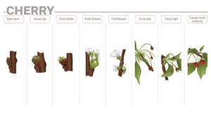 Cherry phenological phases and their nutrition requirements