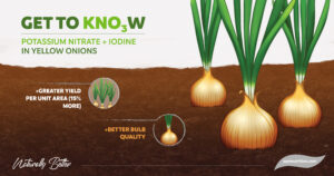 Yellow onion shows better performance with the use of Ultrasol®ine K+Plus