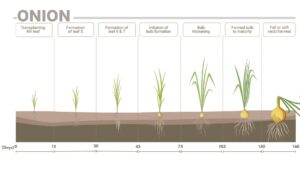 Onion phenological phases and their nutrition requirements