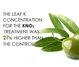 Two foliar potassium nitrate sprays effectively increased K content in K-deficient olive plants