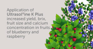 Application of Ultrasol®ine K Plus as source of potassium nitrate in the nutrient solution increased yield, brix, fruit size and calcium concentration in fruits of blueberry and raspberry.