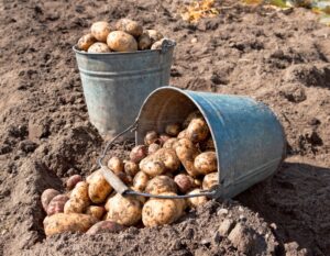 Fertigation of potatoes with Ultrasol® K Plus and Ultrasol®ine K Plus helps to increase yields and specific gravity of tubers