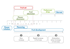 Phenology model: Timing of potassium nitrate sprays to increase citrus fruit size and fruit retention