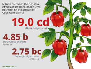 Nitrate corrected the negative effects of ammonium and urea nutrition on the growth of Capsicum plants