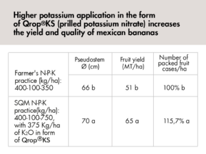 Higher use of Qrop® KS increases performance and quality of the mexican banana