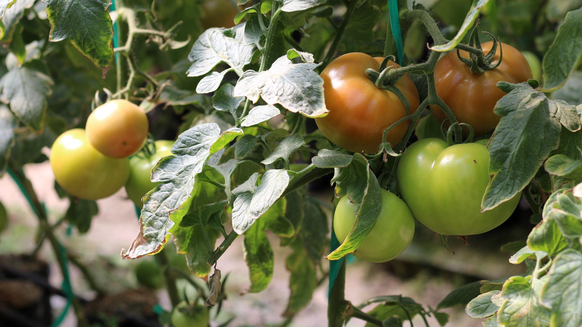 SPN in the Field, Tomate – Ecuador