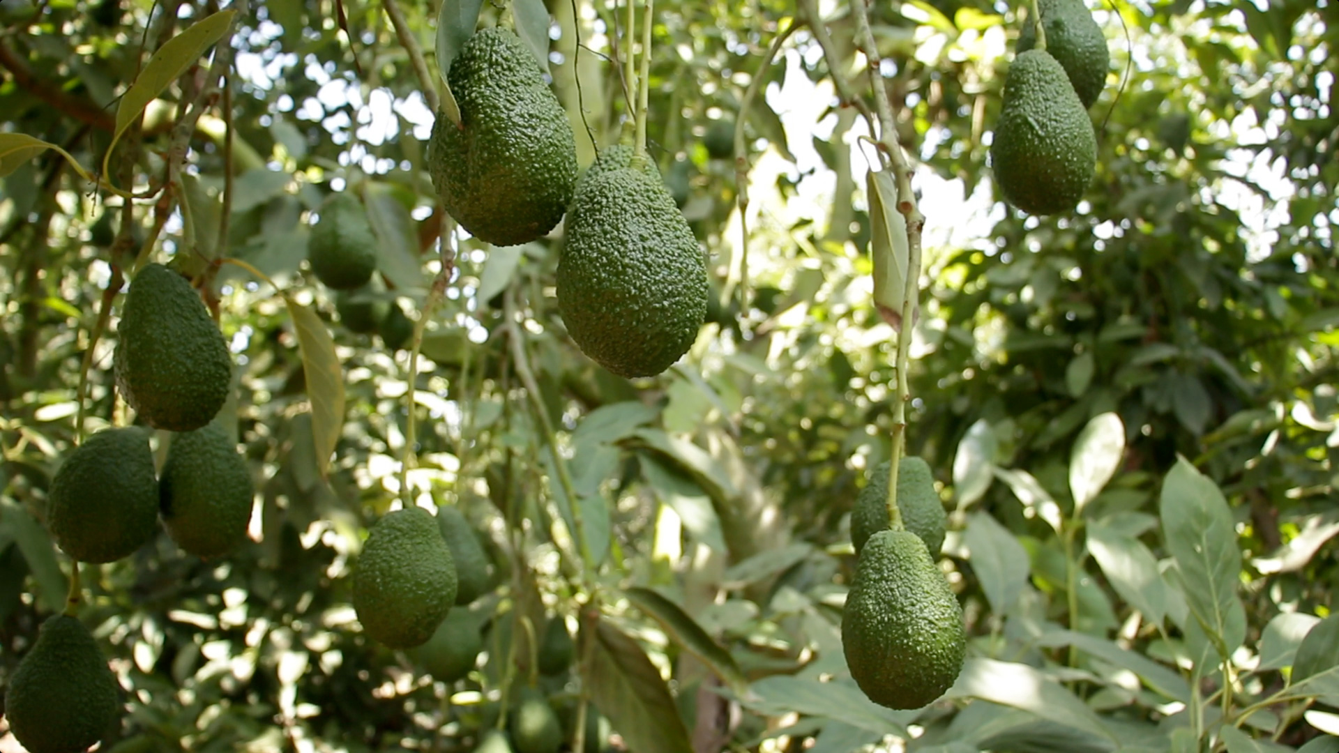 Successful Cases Ultrasoline , Avocado, Palto – Perú