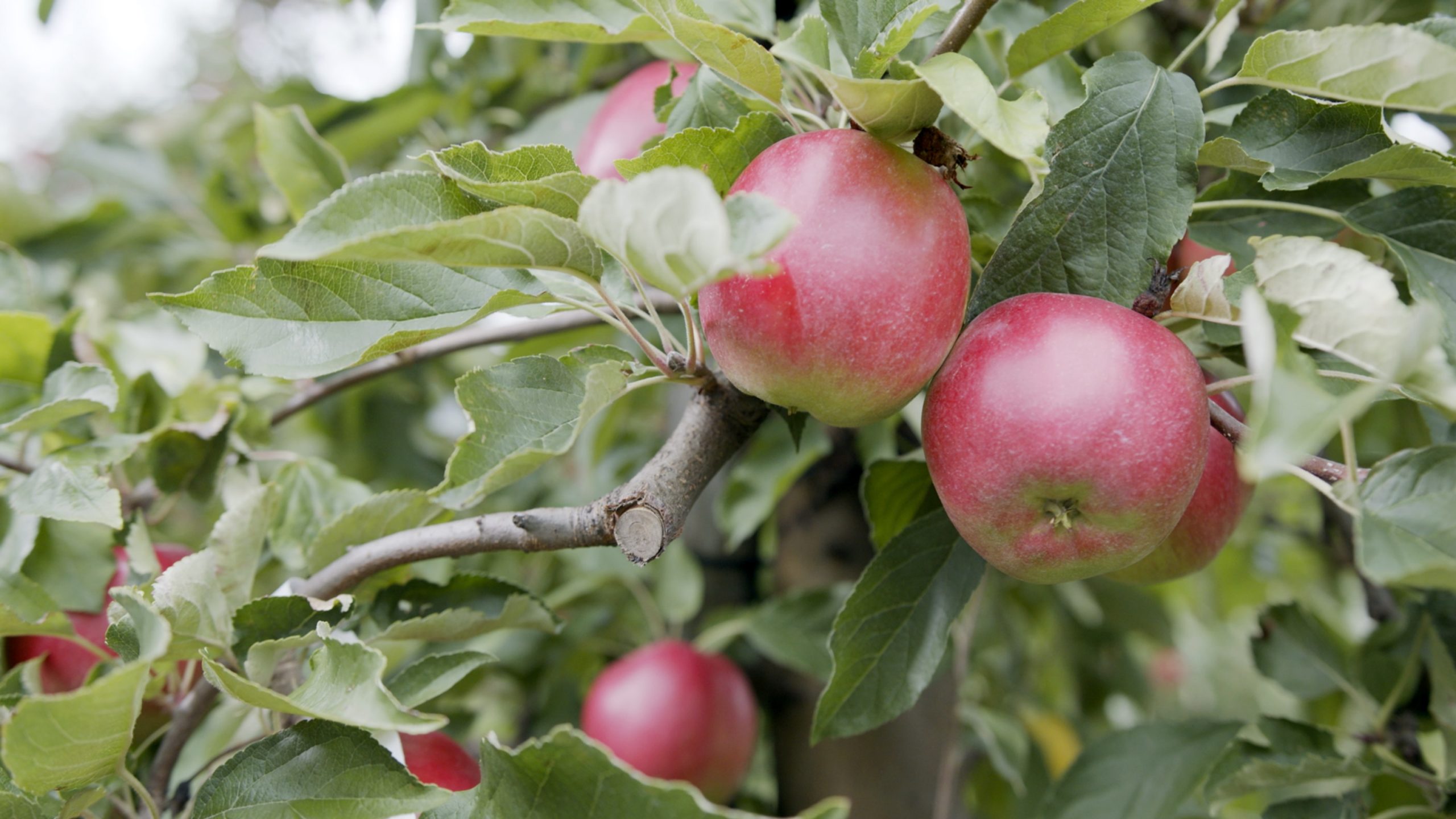 SPN in the Field, Apple Orchard – Poland