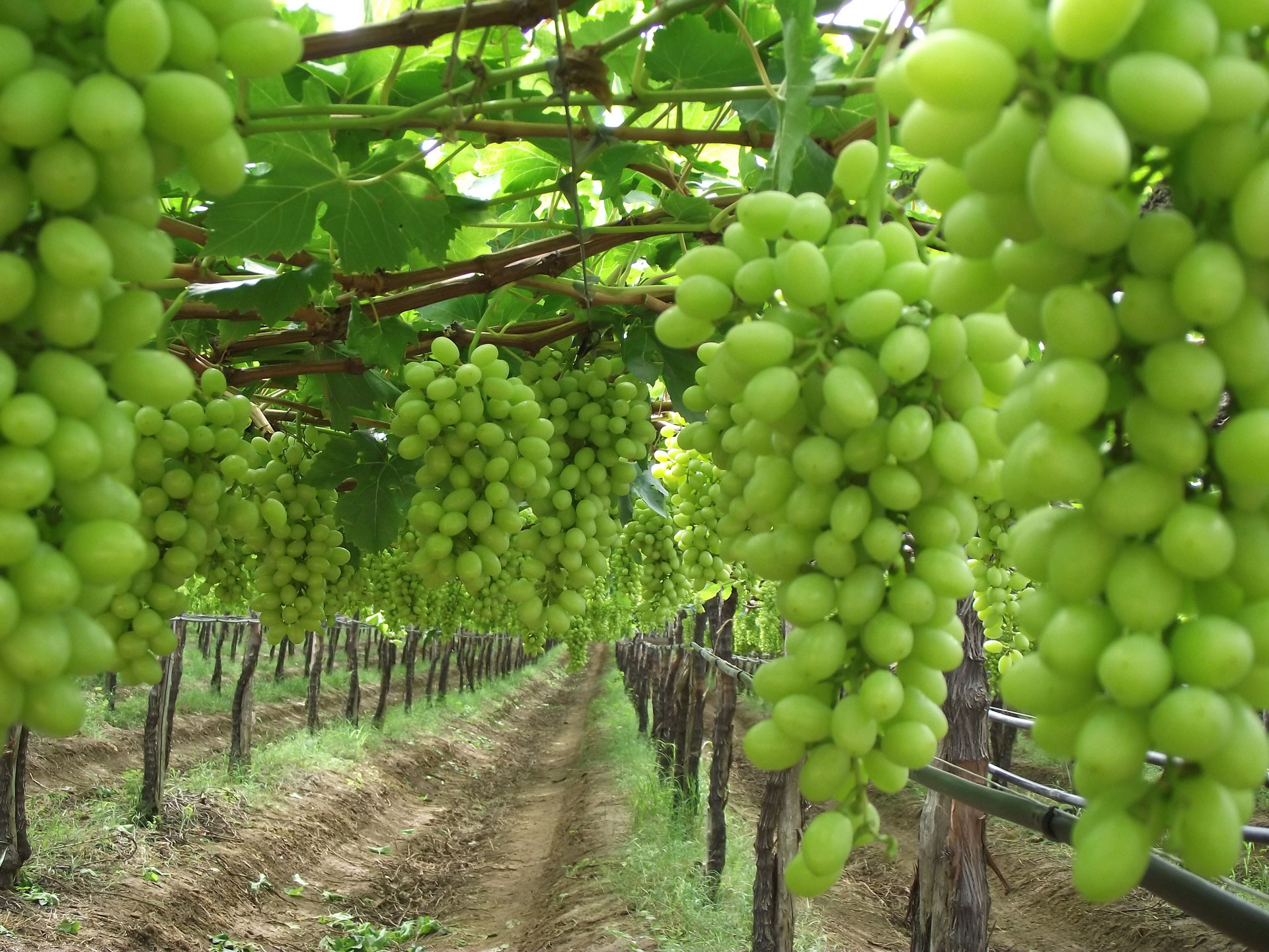 SPN in the Field – Table Grapes, Guaymas, Mexico